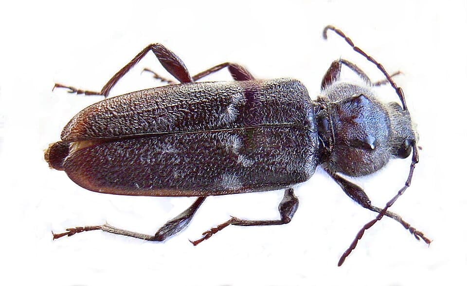 Volwassen huisboktor (Hylotrupes bajulus)