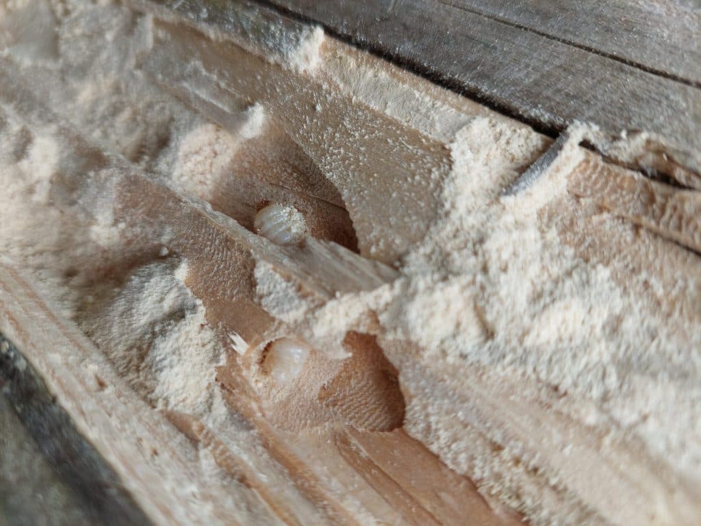 Boktorlarve en boormeel zichtbaar bij het kappen van een balk in Beilen