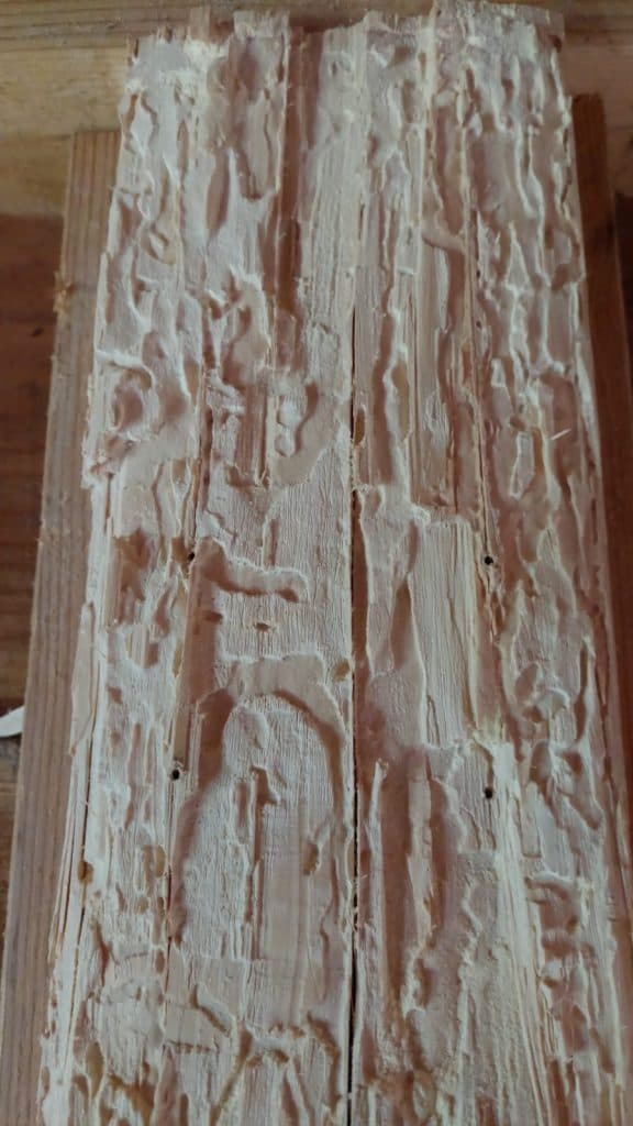 Vraatgangen van de boktor in het hout in Jubbega