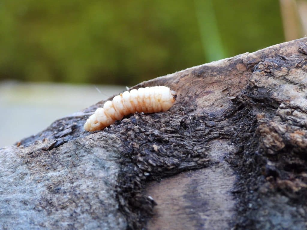 Larve van de boktor op hout