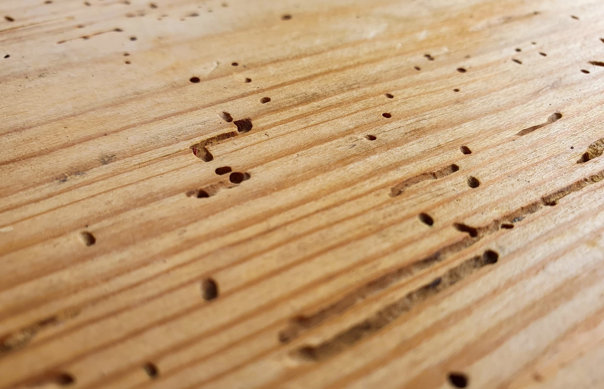 Boorgaatjes in aangetast hout