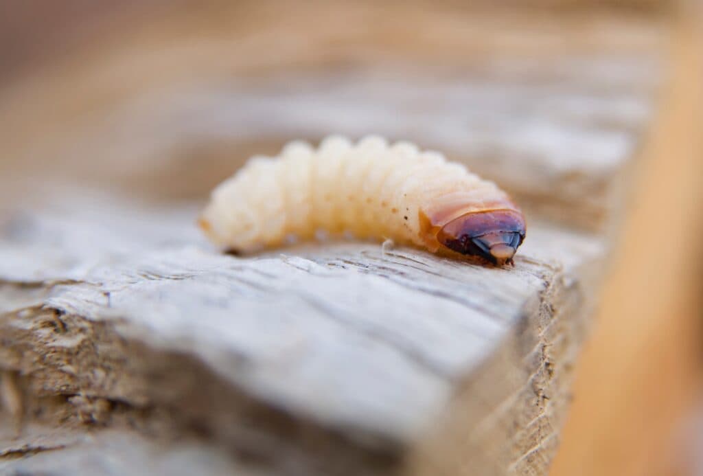 Houtwormlarve van dichtbij